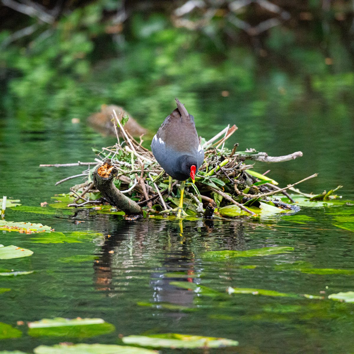 It's nesting season! This moorhen went looking for food in the canal at @forestfarmuk #WildCardiffHour