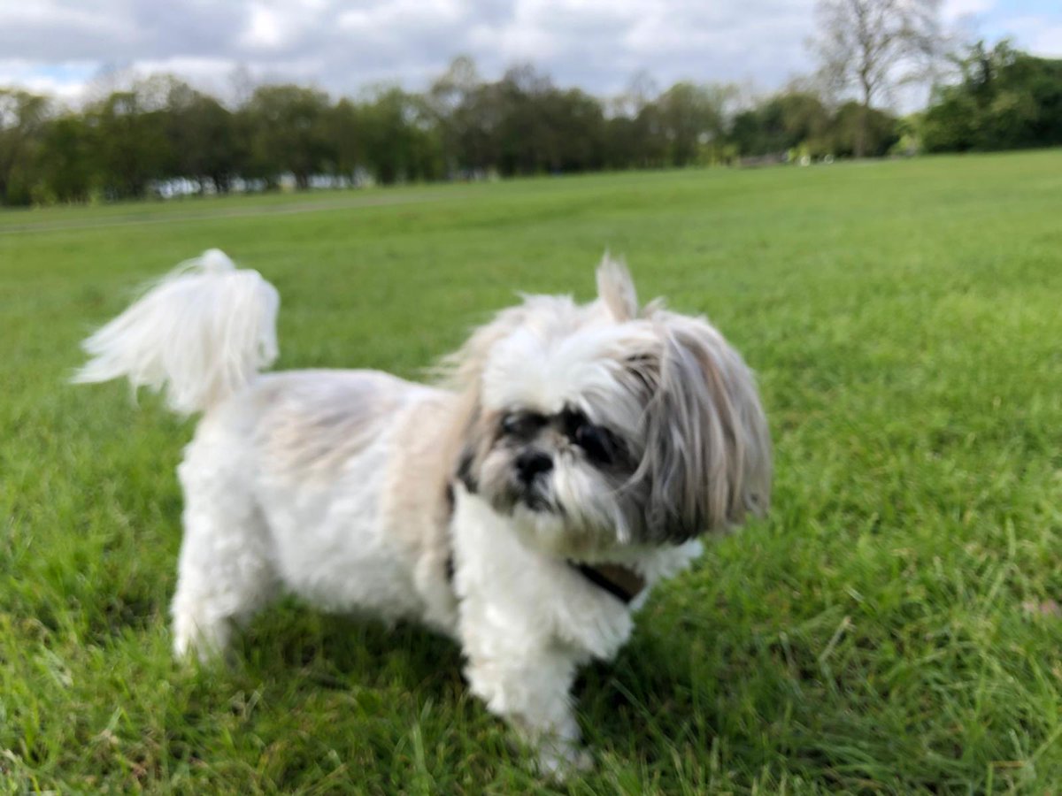 Enjoying a beautiful walk in the park with my adorable #ShihTzu🐾☀️😍🐶 So grateful for sunshine and chilled moments like these. #ParkDays #Furrybaby #ShihTzuLove ❤️🧡🤎💜💚💛
