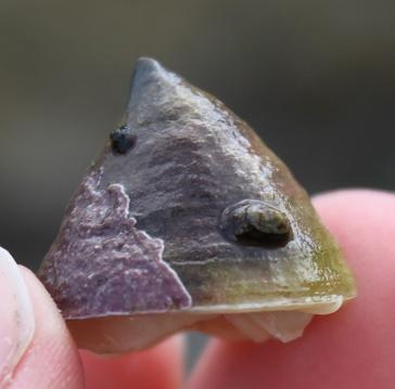 obsessed with humble cone-shelled Limpets