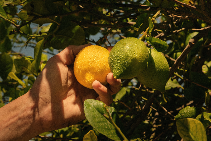 This Earth Day, we raise a toast to the farmers, communities, and practices behind Bombay Sapphire, the only global gin brand to use 100% sustainably sourced ingredients. #BombaySapphire #StirCreativity #EarthDay Learn more here: bit.ly/495JeXo