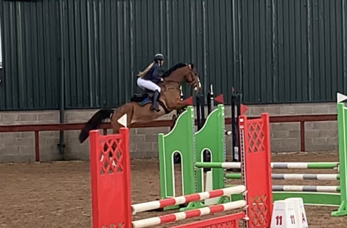 My 4 year old mare just started jumping. 🖤🤍👌🏼#showjumpingireland #irishsportshorse