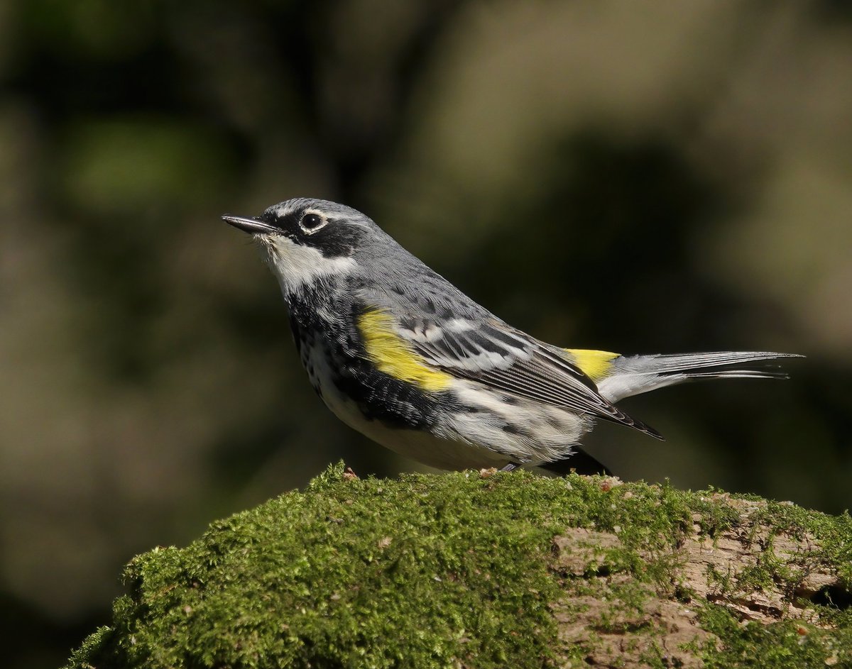 I couldn't resist going to see the Myrtle Warbler in its breeding plumage, from last week in a garden in Kilwinning.
@FloraConsUK 
#BirdsOfTwitter 
#birdphotography