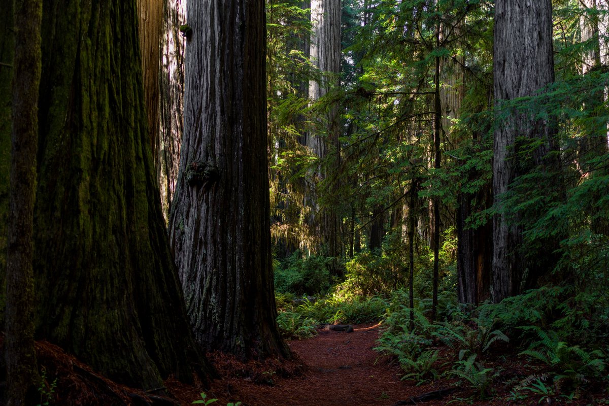 jobyaviation's tweet photo. On Earth Day each year, we reflect on the awe-inspiring beauty of our California home. We draw inspiration from the unique and wondrous life that surrounds us, from the Monarch butterfly to the towering redwoods.

With a renewed sense of purpose, we continue our work to accelerate the decarbonization of flight.

(📸: @EricAdams321)