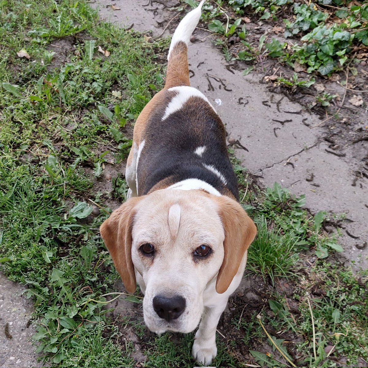 National Beagle Day Srećko🥰🐾🐾