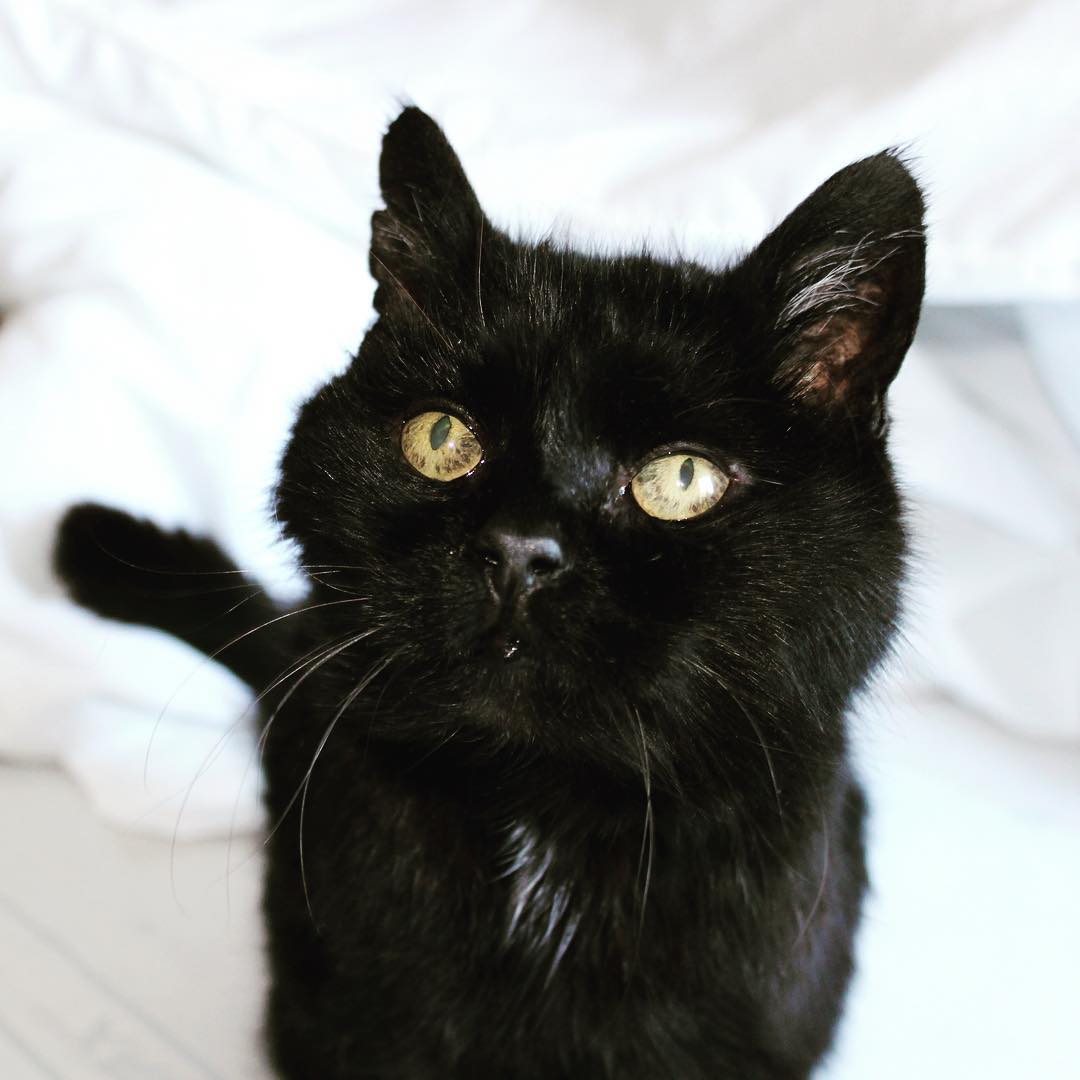 MYSADCAT's tweet photo. https://t.co/2rl15ktH6C https://t.co/kLUYCyP9Zx