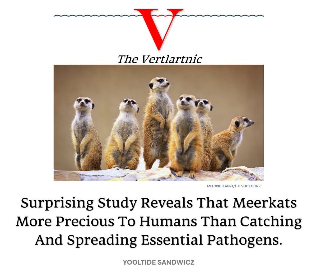 Surprising Study Reveals That Meerkats More Precious To Humans Than Catching And Spreading Essential Pathogens.