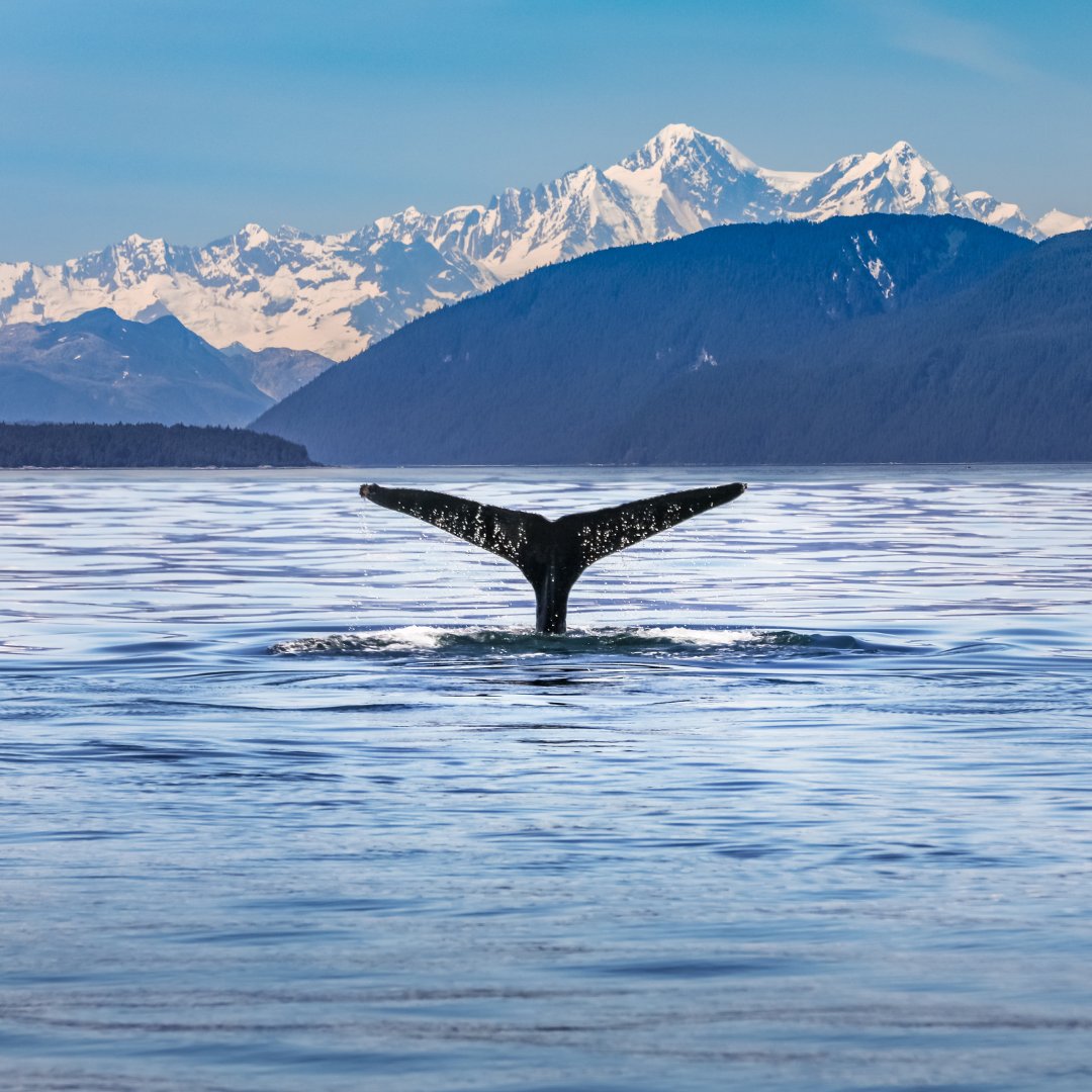 In honor of celebrating #EarthDay🌎 in one of the most beautiful places in the world, share your favorite Alaska photo from your camera roll! 📷

#Quintillion #Beauty #Alaska #ProtectEarth #LoveEarth #Home #Wildlife #Clean