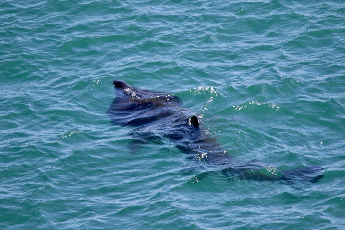 Good walk around Cape Clear today. Fairly quiet on the migrant front but was pleased to see this Basking Shark from the south cliffs. ⁦@CCBOIE⁩