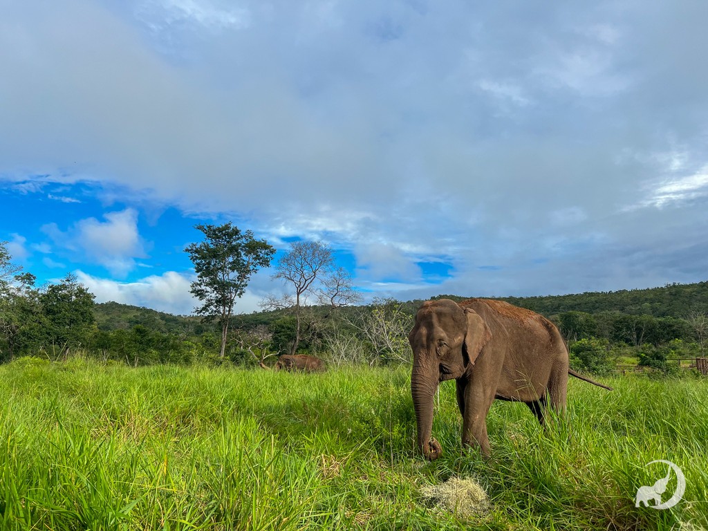 Happy #EarthDay 🌍️ #Elephants are critical to the survival of other species and stewards of their ecosystems. When we bought ESB, the land was hurting, and very little native wildlife lived here. But, the elephants have changed everything! 🐘 Read how: globalelephants.org/earth-day-2024/