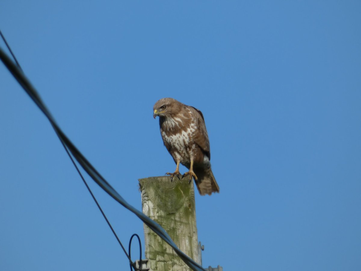 Was on my way home from Fenit this evening when I noticed this Buzzard really close to the road !