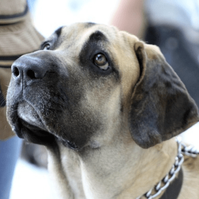 Fila Brasileiro​ Steckbrief und Rasseportrait | Mit Bildern
#hunde #welpe #hundeliebe #hundeleben #hundewelt #hundeblog #hundefreunde #hund #dog #puppy #hundewelpen #dogs #cats #haustiere
Jetzt ansehen: happyhaustiere.de/hunde/hunderas…