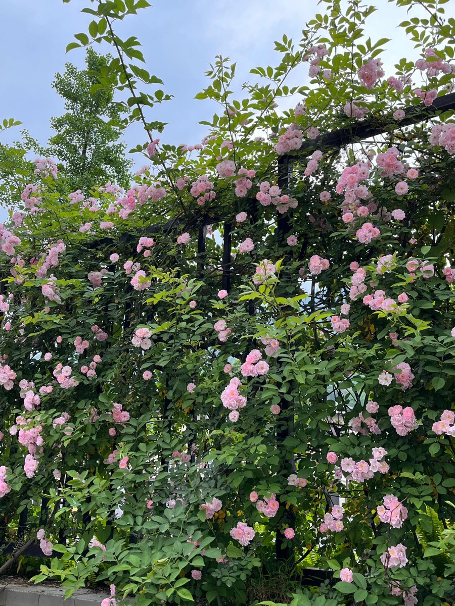 garyoirgg's tweet photo. It blooms beautifully as soon as the sun rises.

Romantic atmosphere. https://t.co/2qaCibDPuB