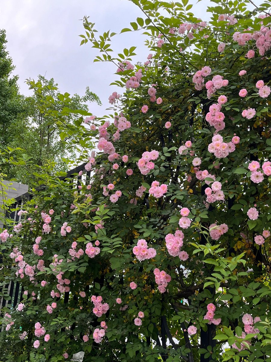 garyoirgg's tweet photo. It blooms beautifully as soon as the sun rises.

Romantic atmosphere. https://t.co/2qaCibDPuB