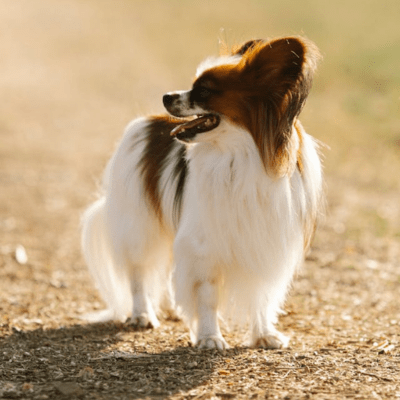 Kontinentaler Zwergspaniel Steckbrief und Rasseportrait | Mit Bildern
#hunde #welpe #hundeliebe #hundeleben #hundewelt #hundeblog #hundefreunde #hund #dog #puppy #hundewelpen #dogs #cats #haustiere

Jetzt ansehen: happyhaustiere.de/hunde/hunderas…