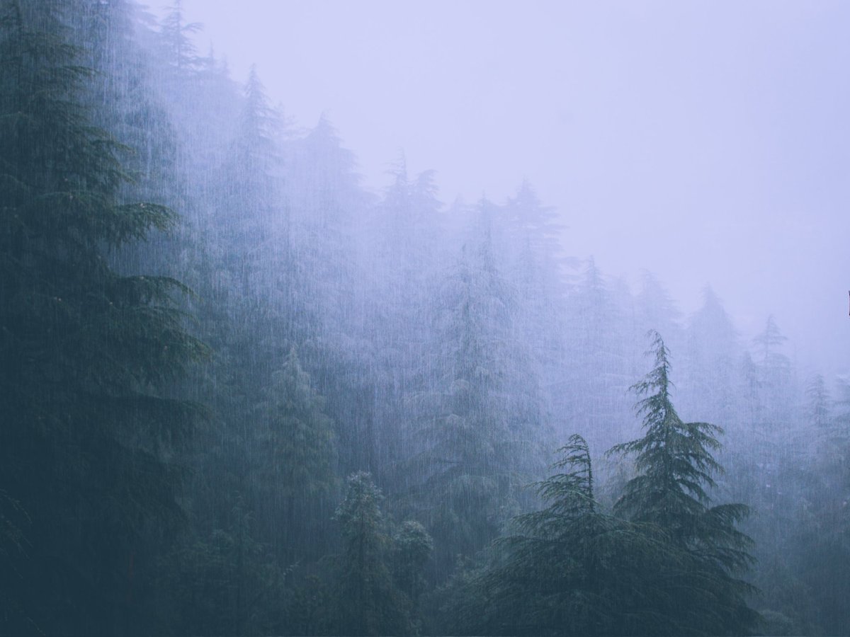 Monsoon rain. Himalayan subtropical pine forest.
