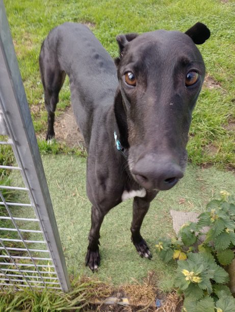TURBO (DOB 1/8/20) is a grey with a lot of energy and greets everyone like a long-lost friend! He loves a cuddle but can be boisterous and would enjoy an active lifestyle. @fenbankgreys #K9Hour #RehomeHour