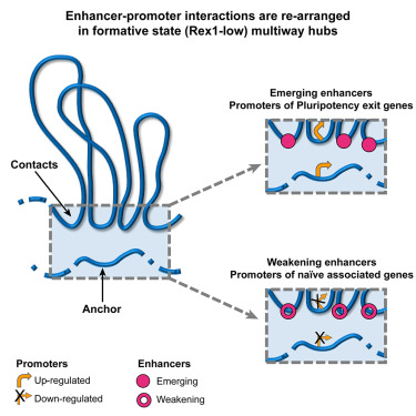 Enhancer-promoter interactions are reconfigured through the formation of long-range multiway hubs as mouse ES cells exit pluripotency dlvr.it/T5sPJq