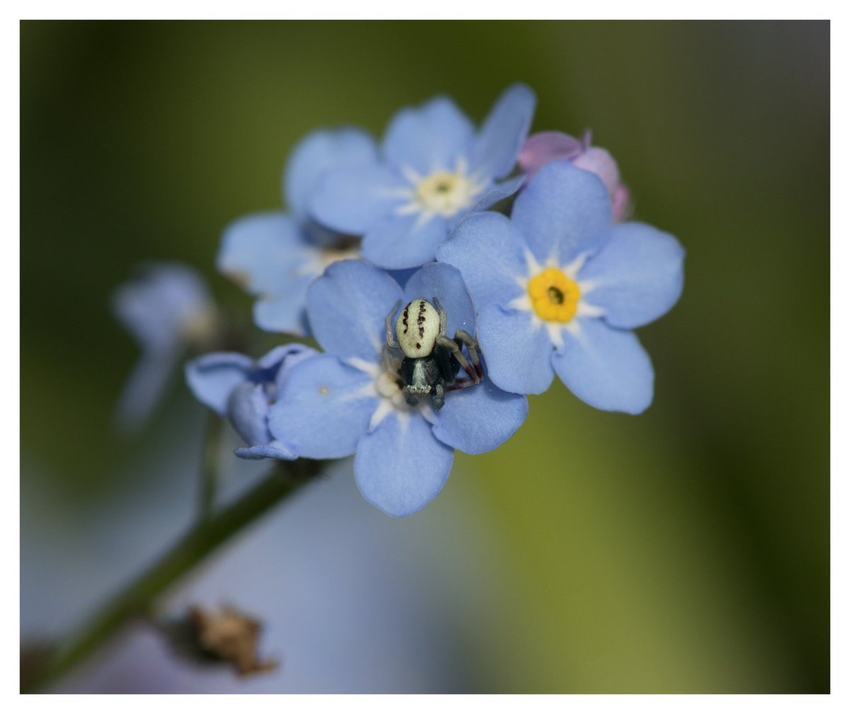 Hiding in the forget-me-nots @BritishSpiders