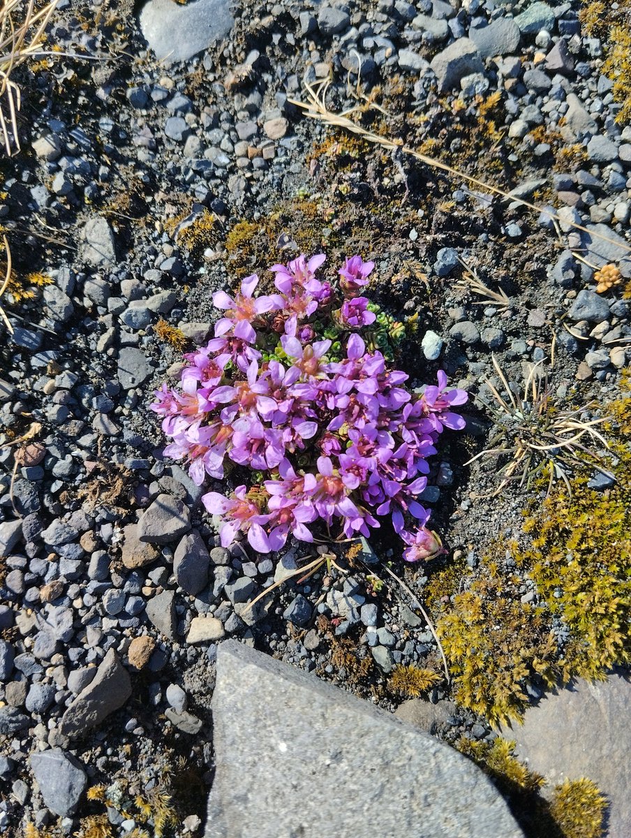 Let's unite to preserve our planet, Earth,our shared home!!
#EarthDay2024 
#SoMuchLeftToSave