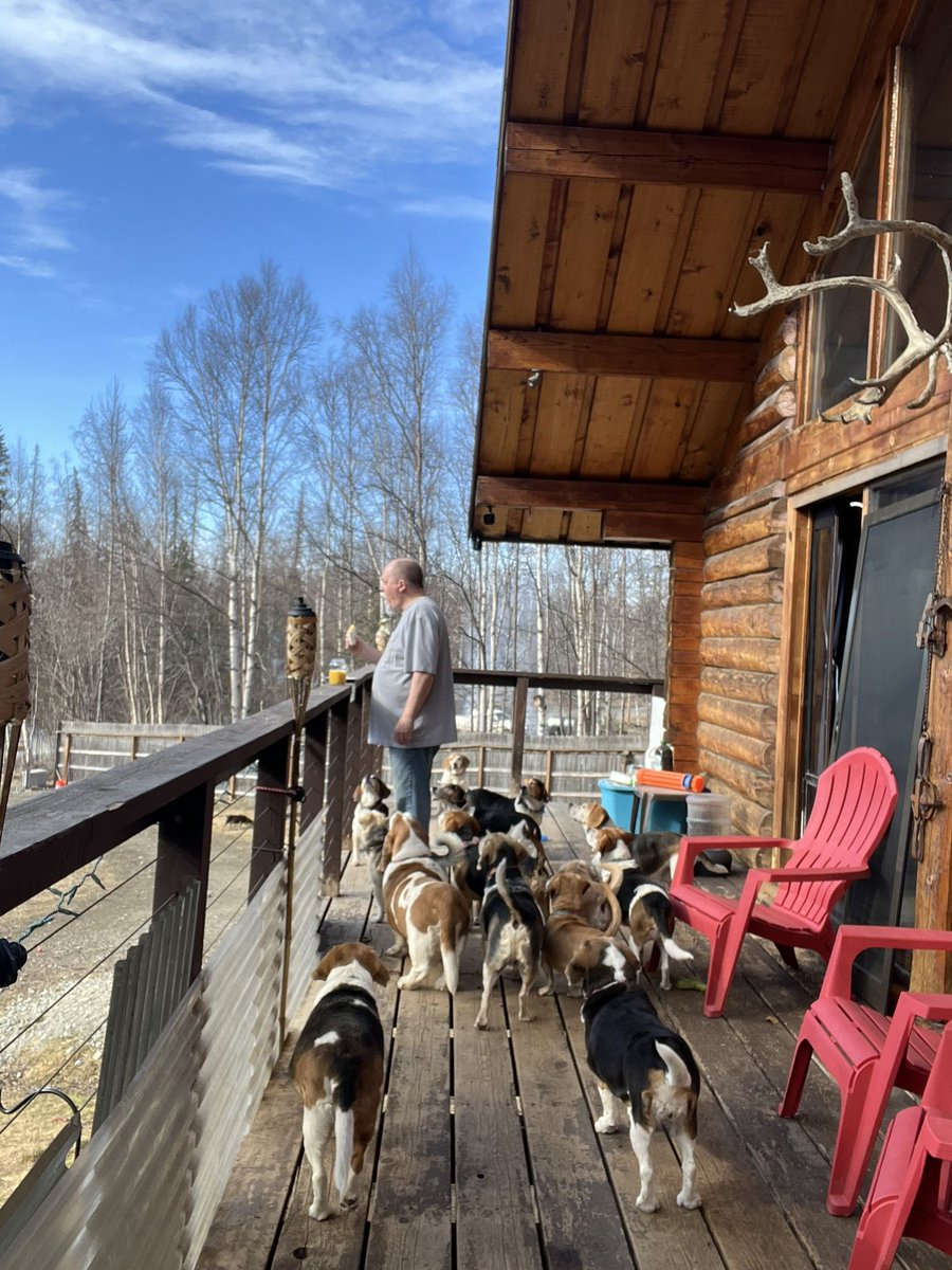 The sunshine is out. It’s a great day to celebrate #NationalBeagleDay on the deck eating breakfast.
#beagle #beaglefacts #alaskabeagleranch
