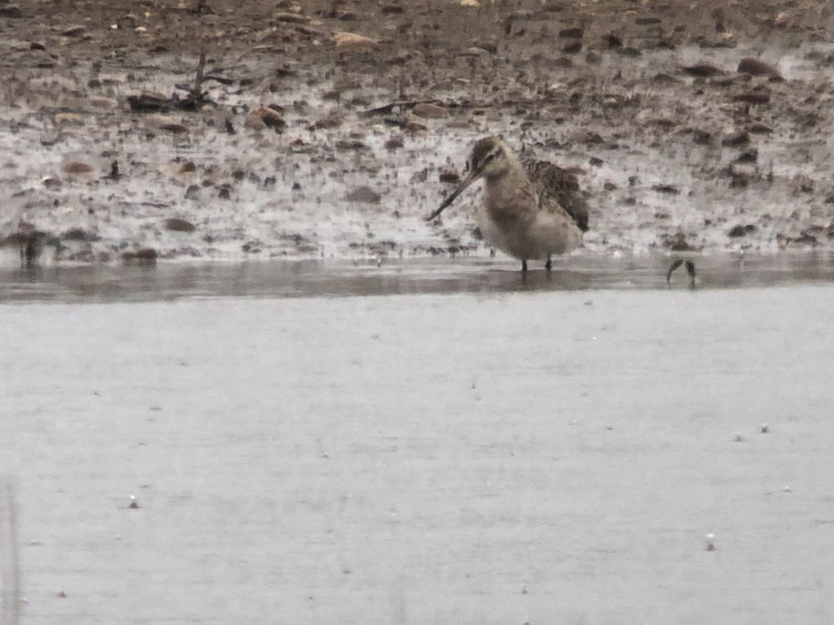 A quick dash out to Collingham Pits this morning, no Arctic Terns but the second Bar-tailed Godwit of the spring on Ferry Lane Lake, this one just starting to get a bit of colour.