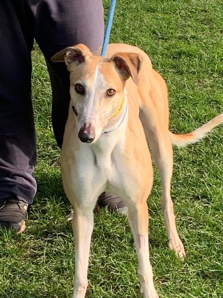 TILLY (DOB 01/01/20) is a lovely, friendly girl & she is strong but gentle. She’s always happy to see you & has never raced. She hasn’t had discipline that comes from training & is excitable when out & would be ideal for an experienced owner. @fenbankgreys #Rehomehour #K9Hour