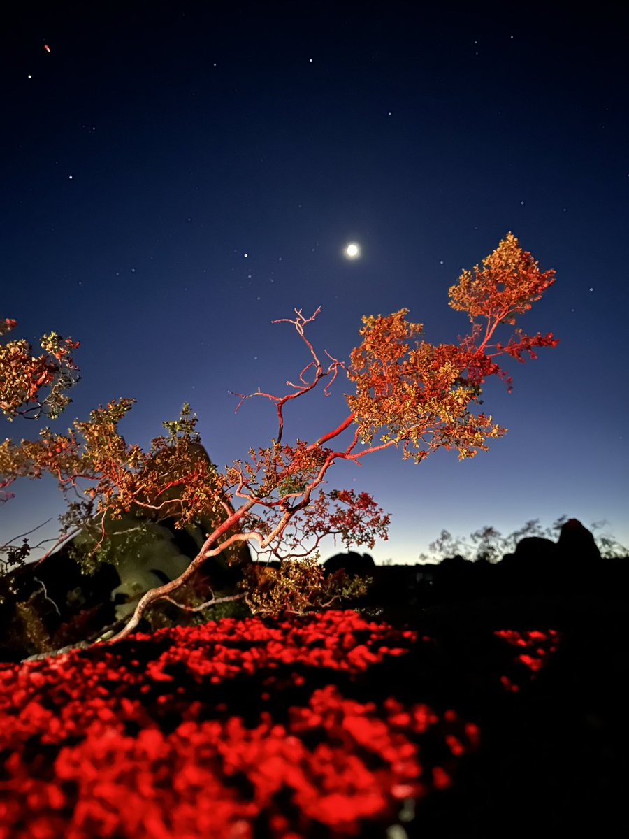 #EarthDay This is one of my most surprising night photos I took last week in Joshua Tree last week #California #nightsky