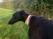 CHELSEA (DOB 1/11/21) is a sweet young girl who has never raced due to a lack of chase instinct. Is she the relaxed hound for you? @fenbankgreys #K9Hour #RehomeHour