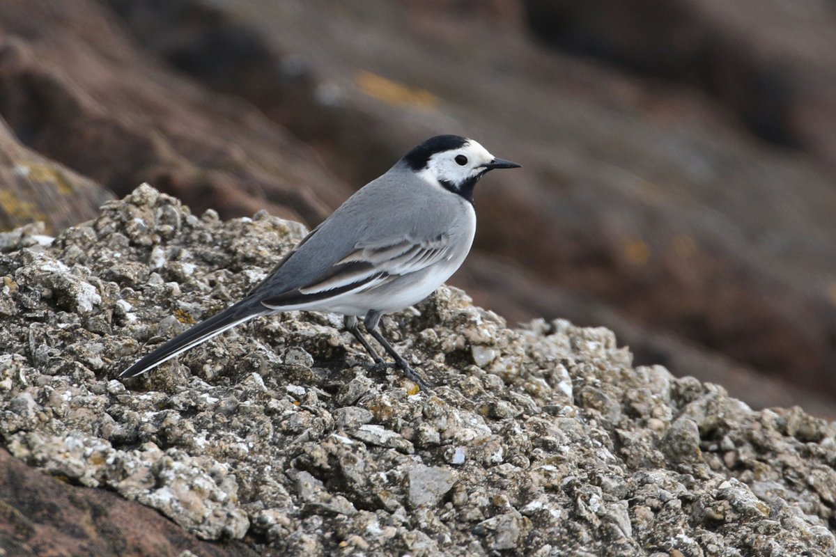 A ballet of black and white, their eyes like obsidian, sharp and bright & carrying with them the spirt of spring.... One of seven white wagtails seen today at Barrow, Cumbria (22.04.24)