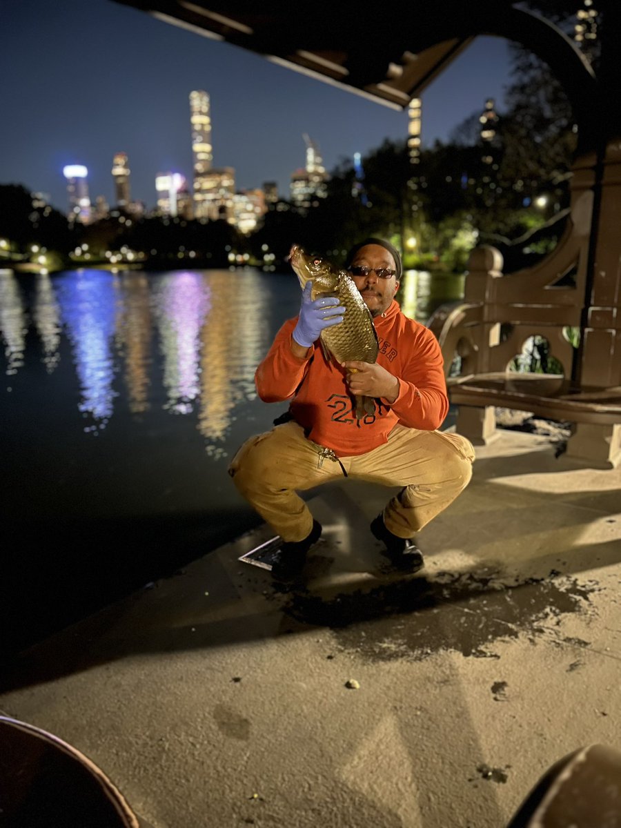 Central Park caught and released #fishinglife #CentralPark #nyc #centralparknyc #news #NewYorkCity