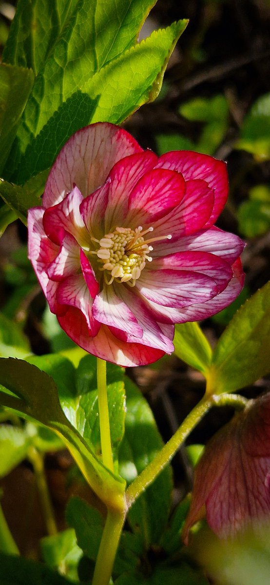 One of my many beautiful Hellebores 😍❤️
#flowers #gardening