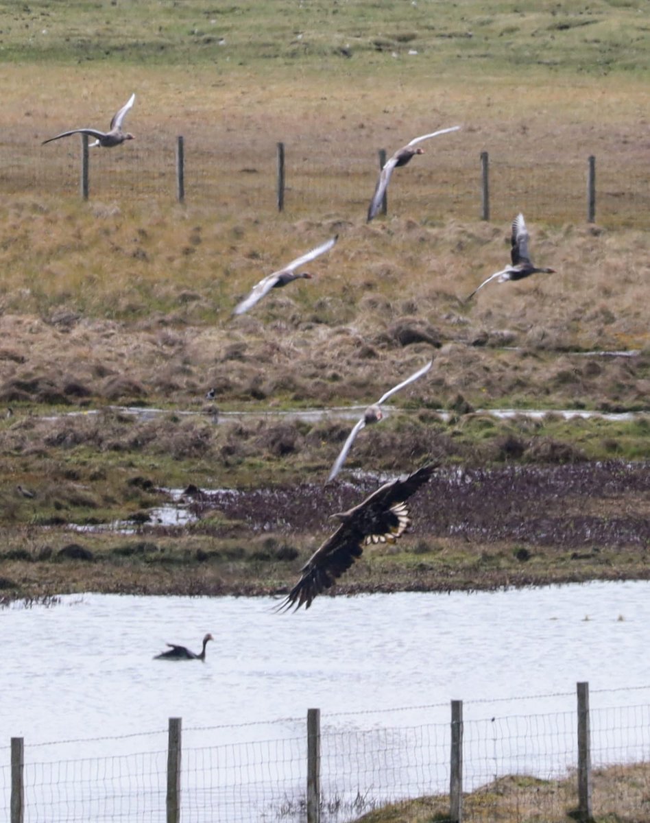 Bit of a commotion amongst the #greylag #geese down on the bird reserve today ..... #WhitetailedEagle
#LochStiapabhat #Ness
#springwatch #isleoflewis
#birdphotography @8outof10bats @Natures_Voice @RSPBScotland @BBCSpringwatch @ChrisGPackham @MeganMcCubbin @HebridesBirds