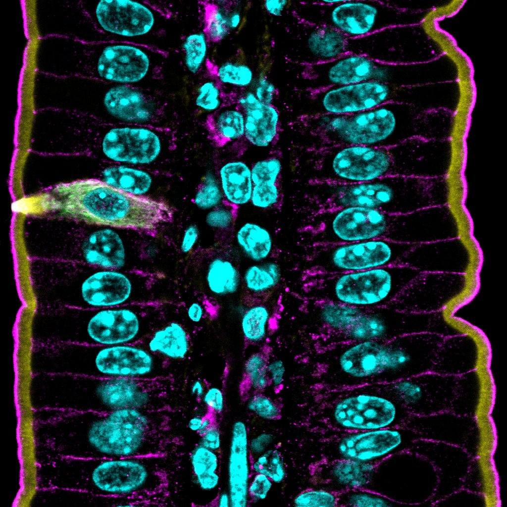 Happy #MicroscopyMonday! Come to my talk during the Mucosal Pathobiology session tomorrow morning to learn more about tuft cells in the #intestine. 

#Pathobiology2024 #asip2024 #bioart #sciart #histoart #microscopy