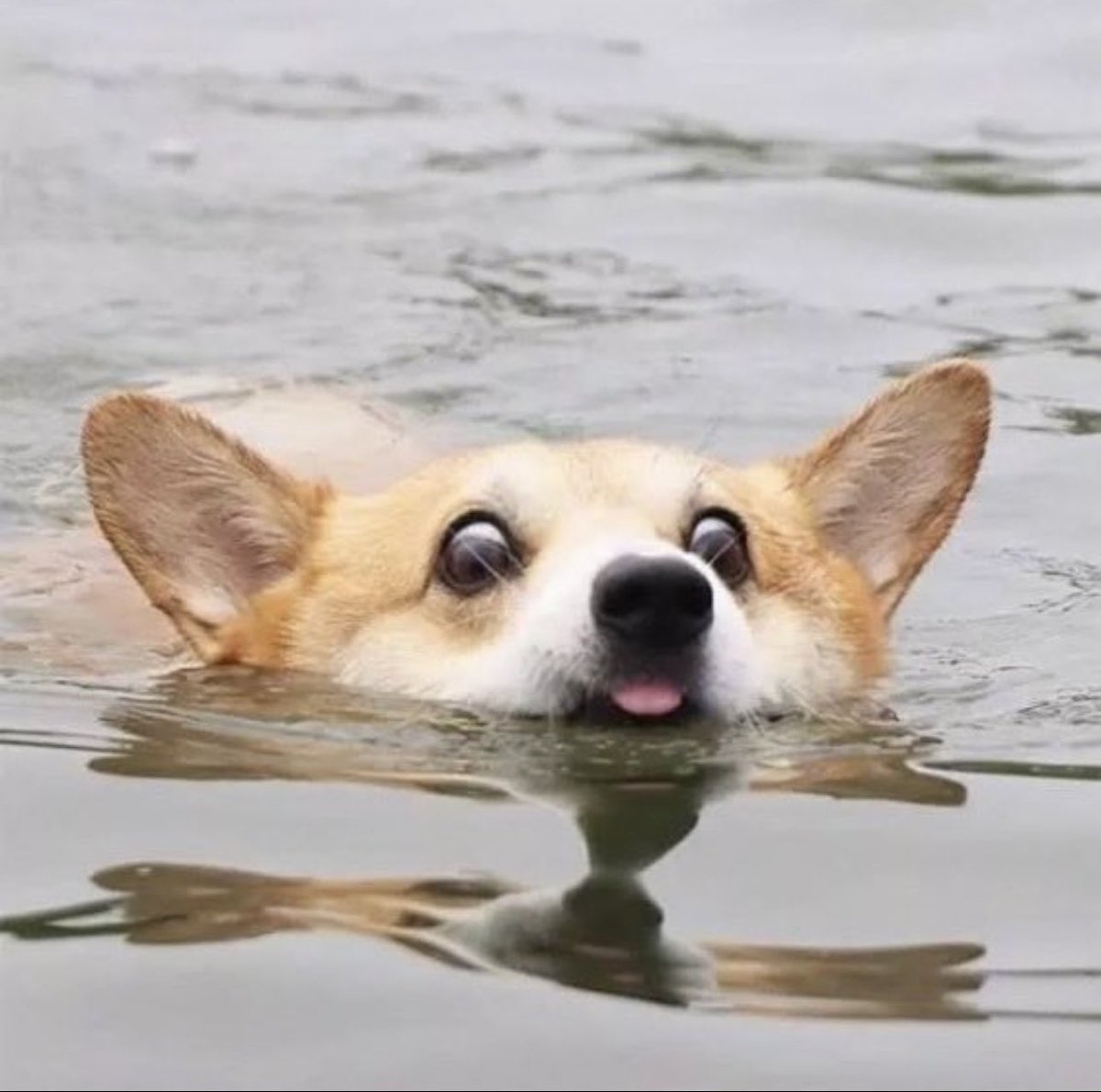 💖 (@twaniimals) on Twitter photo 