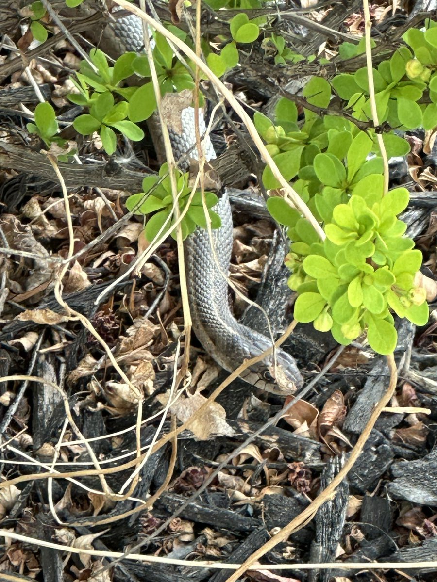 Kafferdoll's tweet photo. Saw this in my front yard while killing weeds.  Reputation is coming!  Hahahhahah! https://t.co/diCNUjzSw8