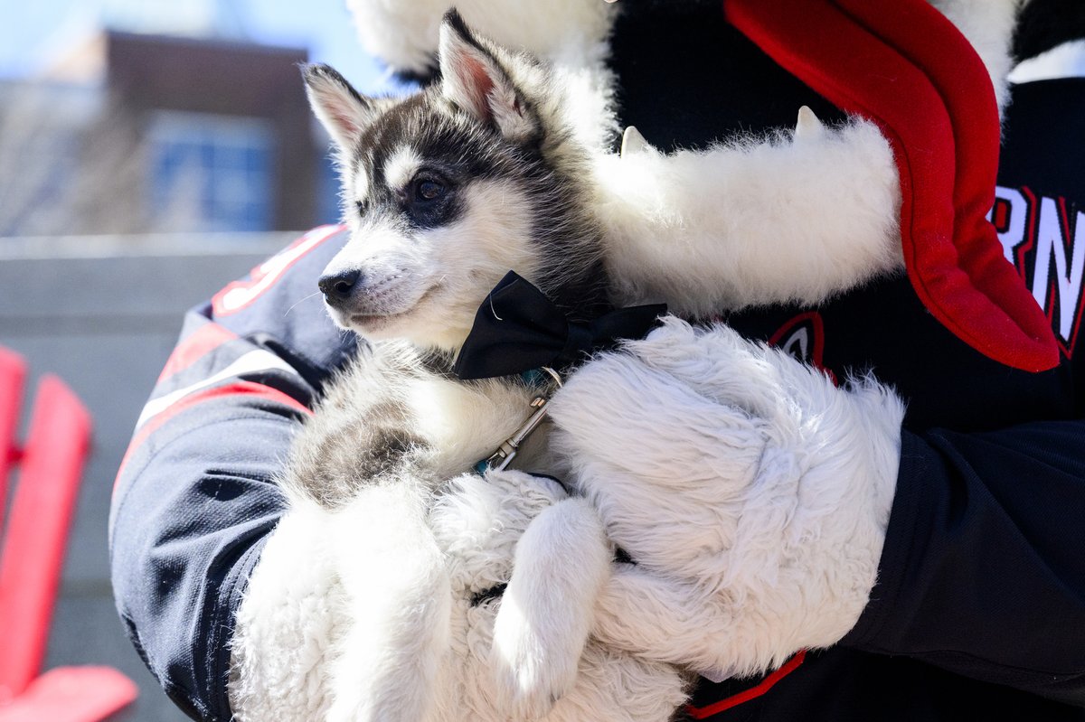 10-week-old huskies Velma and Fred graced us with their cute presence for finals week. 🐾 ✨