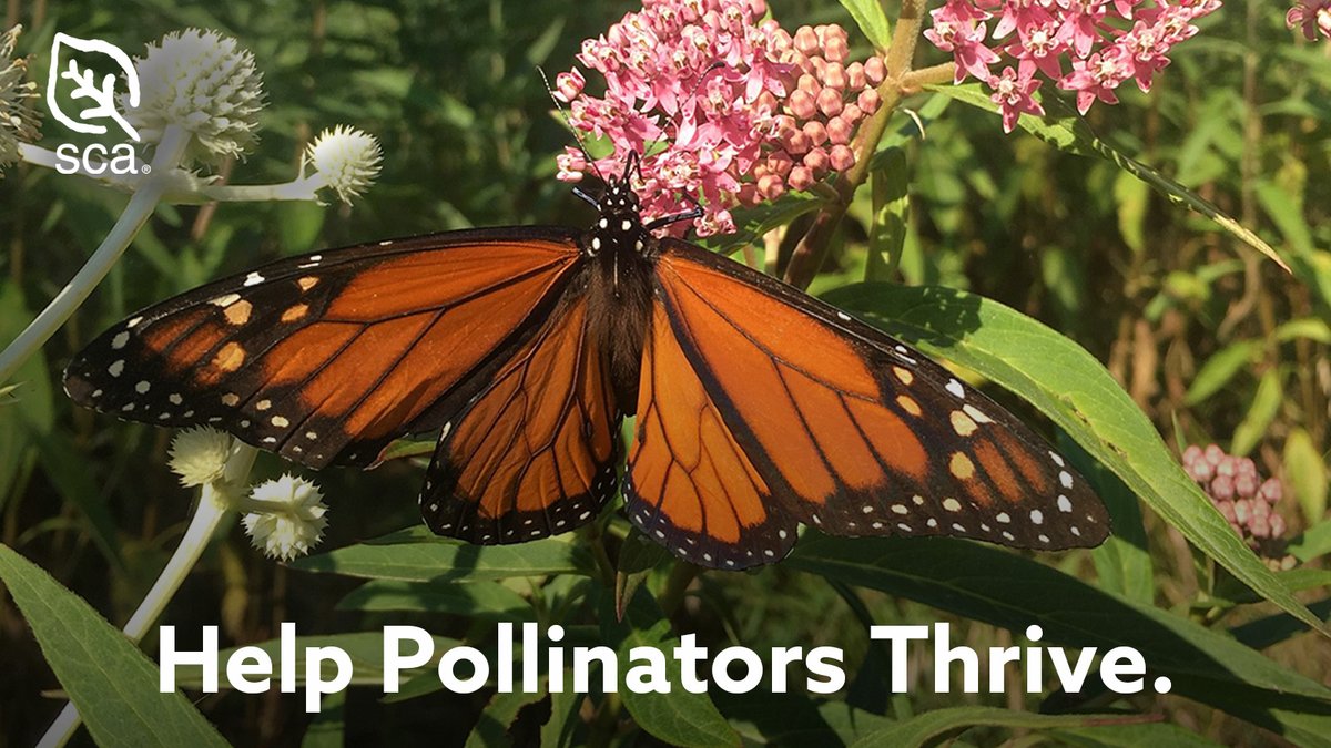 It’s Earth Day 2024! 🌎⁣ ⁣ Did you know pollinators like bees, butterflies & bats provide 1 out of 3 bites of food we eat? Do one small thing this #EarthDay & say thanks by planting native plants, supporting local farmers & educating others about pollinator importance. 🐝🌼🦋⁣