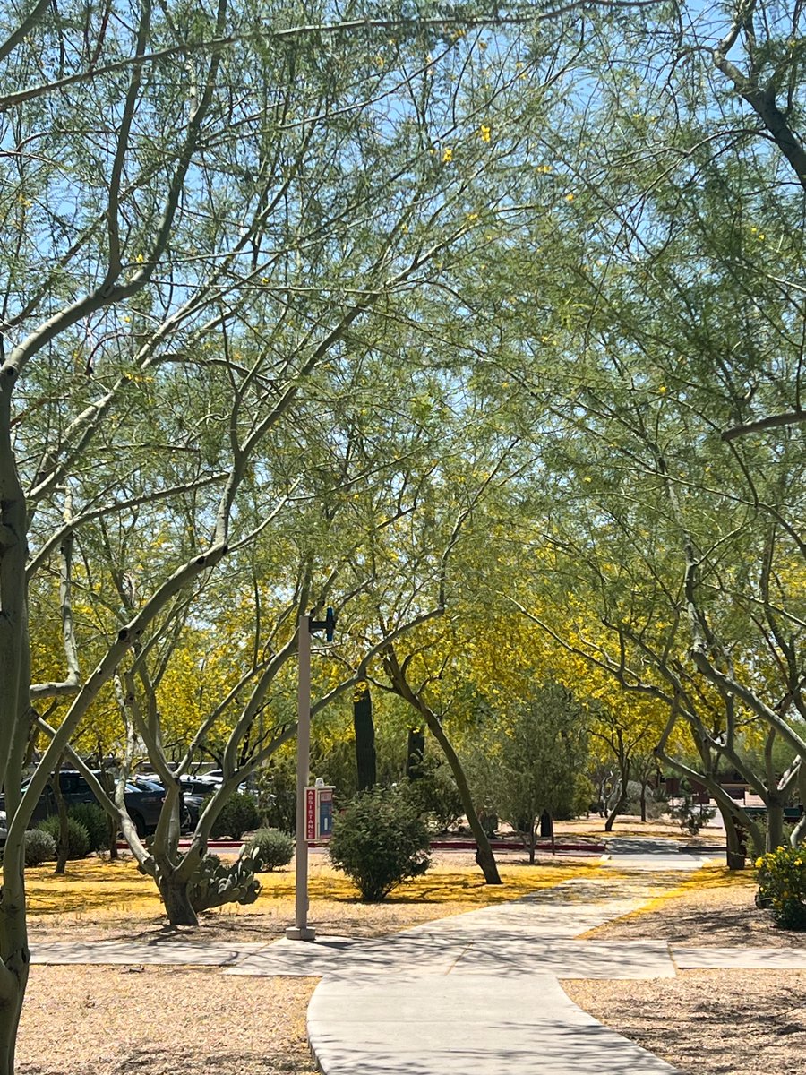 The Palo Verdes are blooming!🌵🏜️ @MayoRadiology