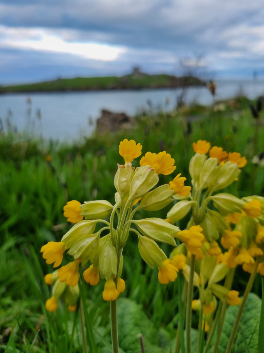 MisstearDavid's tweet image. A day late, but saw this in Dillon&apos;s Park while out for a run earlier. #CowslipChallenge #wildflowerhour