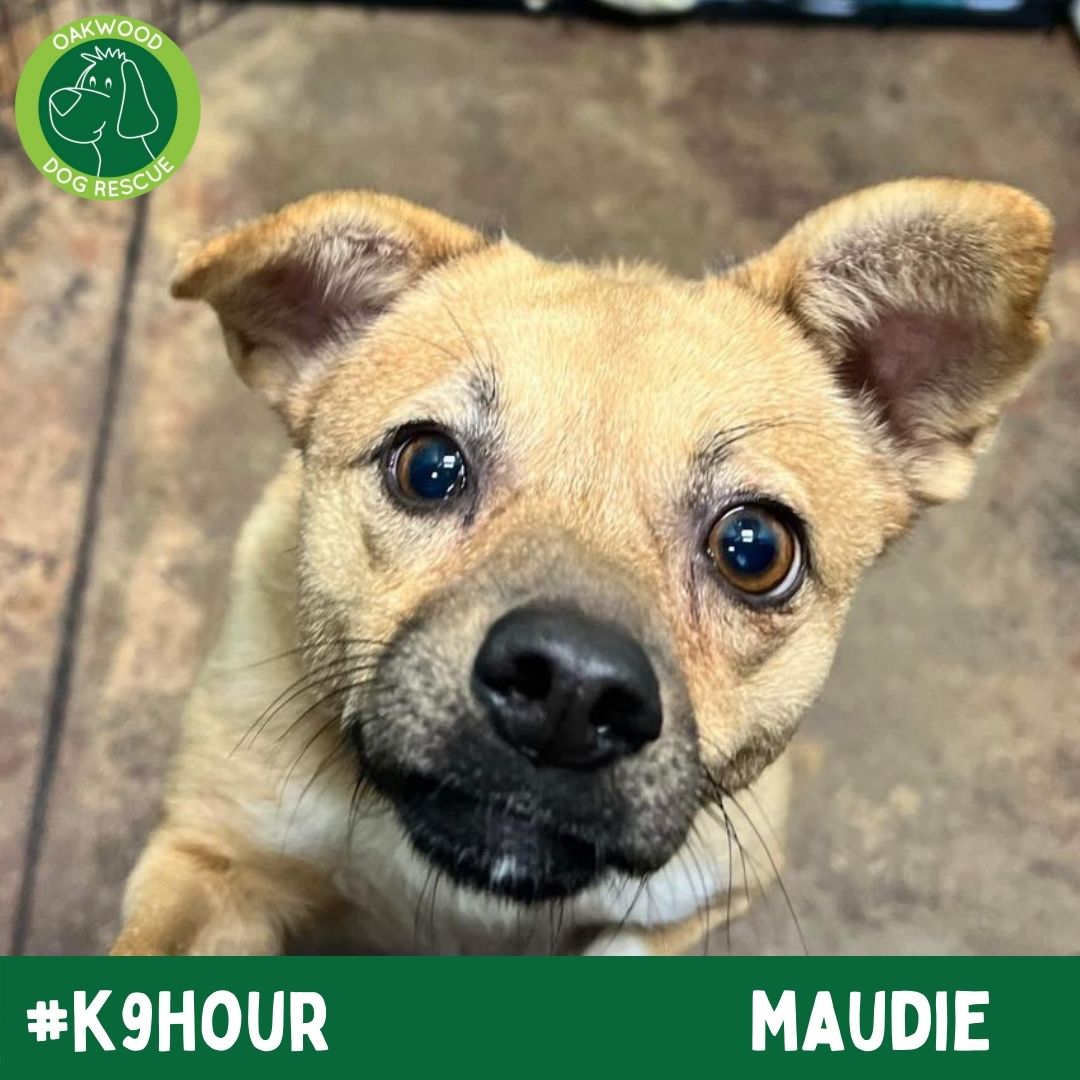 For #k9hour we have Maudie looking her best in the hope to find her forever home💚 oakwooddogrescue.co.uk/meetthedogs.ht… #teamzay #AdoptDontShop #RescueDog #dogsoftwittter #adoptdontshop #rescue #dogsoftwitter #rehomehour