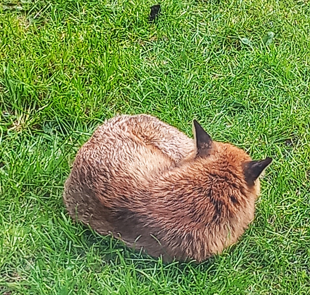 Here's my little lovely, having a nap after scoffing some of Ernie's dog biscuits. Glad my garden is seen as a safe haven. 🥰 #FoxOfTheDay