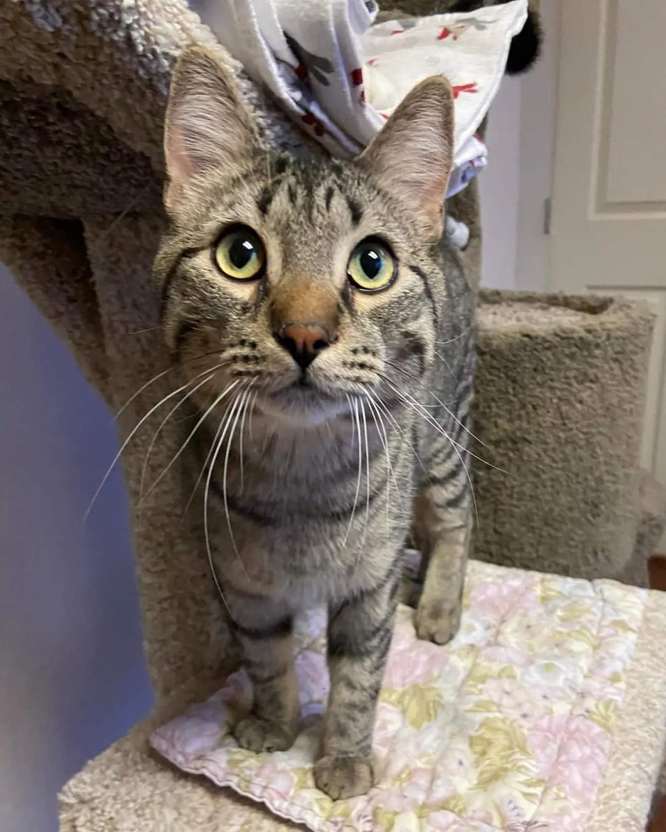 Happy Magpie Monday from Spencer! 

Spencer is so thankful to @thekitchenmagpie for sponsoring the room he stays in while waiting for his forever family! 

#safeteamrescue #safeteamkitty #adoptdontshop #edmontonadoptables #yeg #yegcats #catlovers