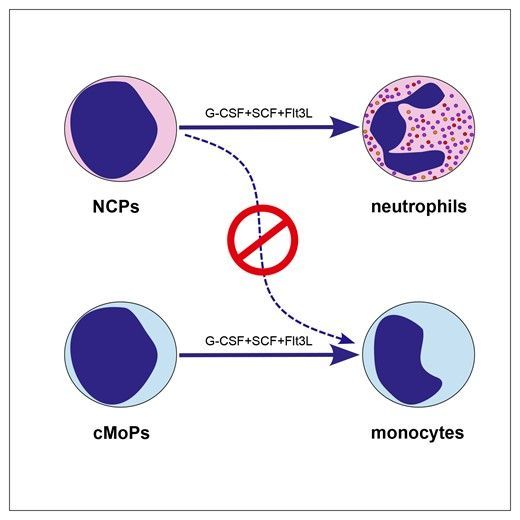 Kick off your week with this article by Signoretto et al. This work provides further evidence that human neutrophil-committed progenitors treated with SCF, FLT3L, and G-CSF do not generate monocytes. #JLB buff.ly/3U29PQk