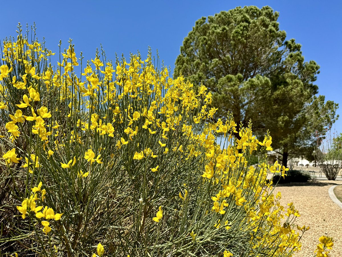 awarnergarrett's tweet photo. Happy Earth Day from NMSU! I love how our beautiful Chihuahuan Desert campus comes to life in the spring. #NewMexicoTrue https://t.co/F0usclVkOE