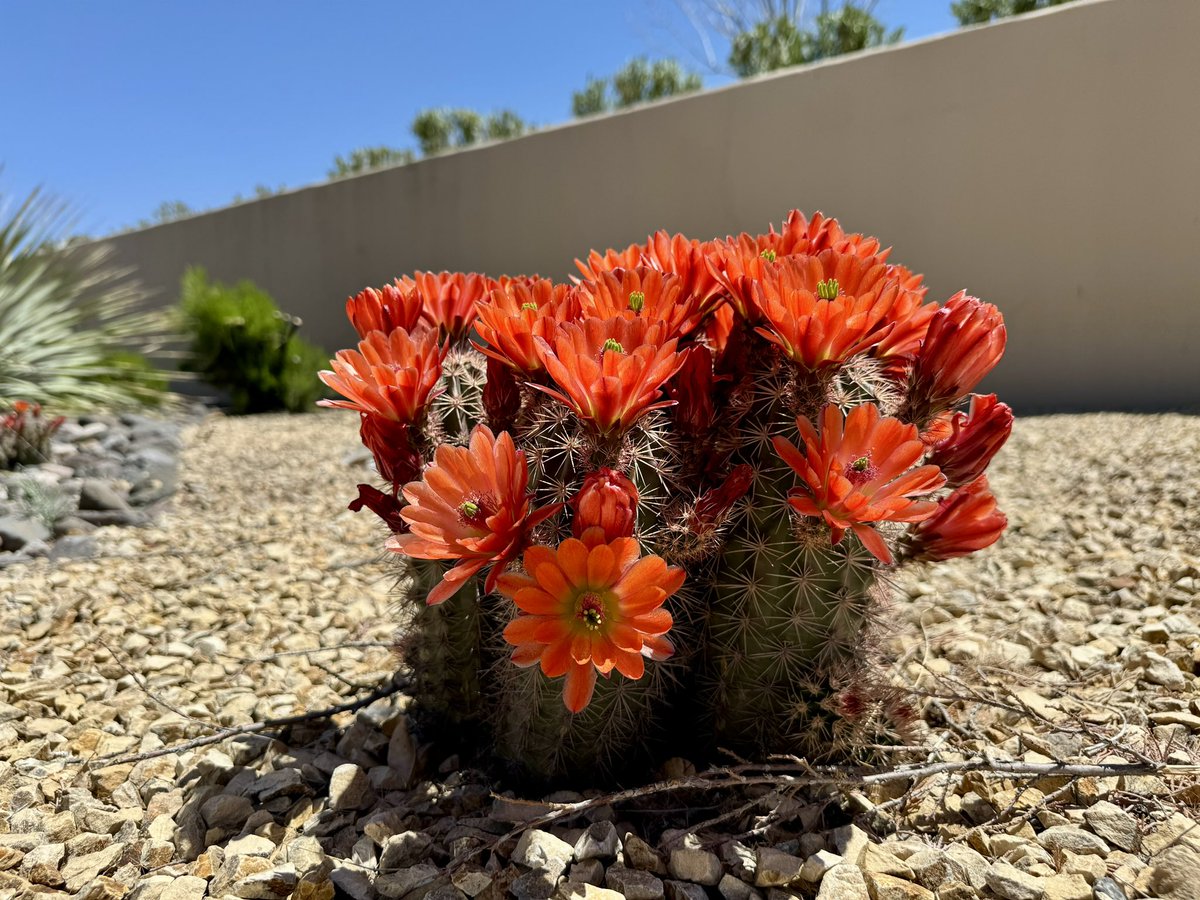 awarnergarrett's tweet photo. Happy Earth Day from NMSU! I love how our beautiful Chihuahuan Desert campus comes to life in the spring. #NewMexicoTrue https://t.co/F0usclVkOE