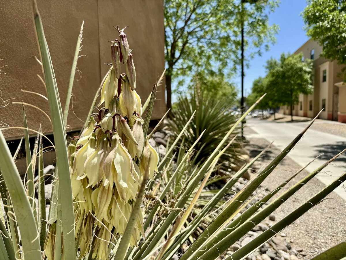 awarnergarrett's tweet photo. Happy Earth Day from NMSU! I love how our beautiful Chihuahuan Desert campus comes to life in the spring. #NewMexicoTrue https://t.co/F0usclVkOE