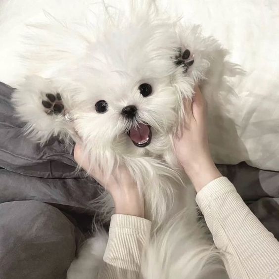 My happiness is a warm puppy 📷📷