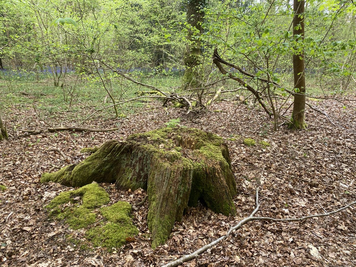 TeaganTheDog's tweet photo. Mum thought it would be good if I sat on this tree stump.
I didn’t.
#invisibledog https://t.co/MeBL1islRW