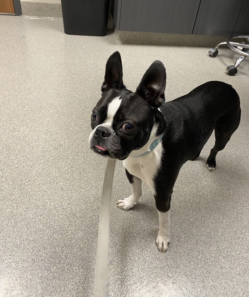 Me goed da dogtor 🩺 today cuz me was hasing trouble standing on my back legs…turns out me has a soft tissue ouchie 🩼☹️ now mommy says no more squeakies or walkies; me will hafta celebrate #EarthDay from my bed 🌎
#dogsoftwitter #bostonterrier #GetWellSoon #MondayBlues