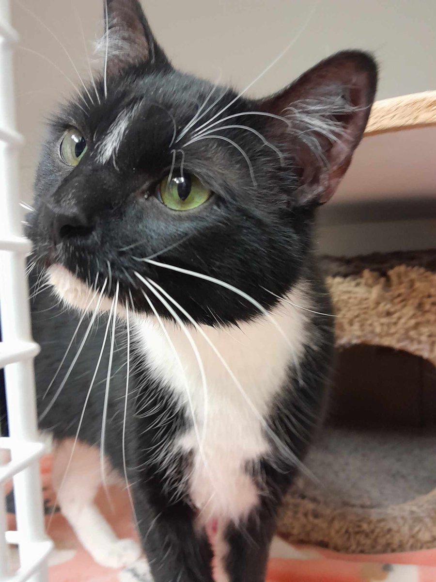 Meet Mabel! This dapper doll is the newest recruit residing @cat_cafe_on_whyte! 

She's a 1.5 year old curious kitty with a loving purrsonality! 

#safeteamrescue #safeteamkitty #adoptdontshop #edmontonadoptables #rescuecat #rescuedismyfavoritebreed #yeg #yegcats #catlovers